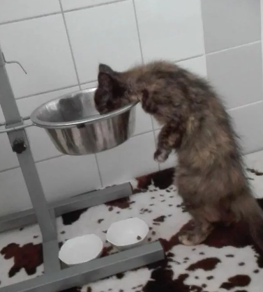 Кот ест из собачей миски