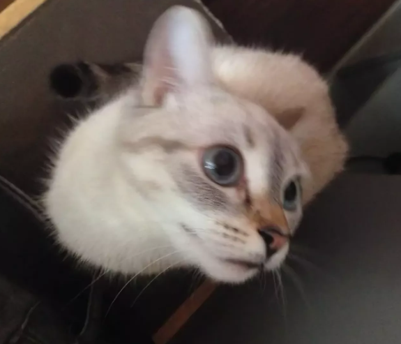 Кошка белая