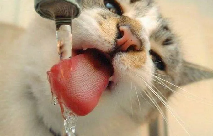 кошка пьет воду из под крана