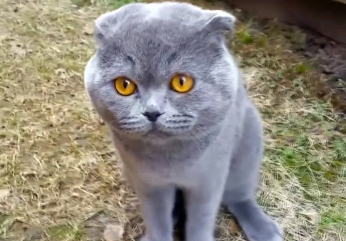 Кот с валерьянкой дождь