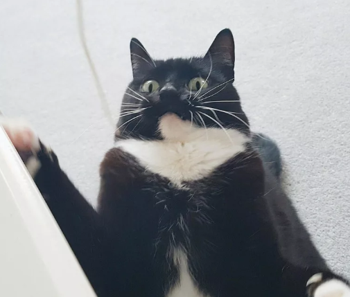 Кот с обезьяной что