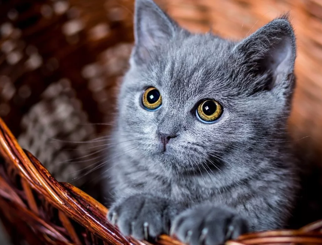 Котенок в корзине смотрит