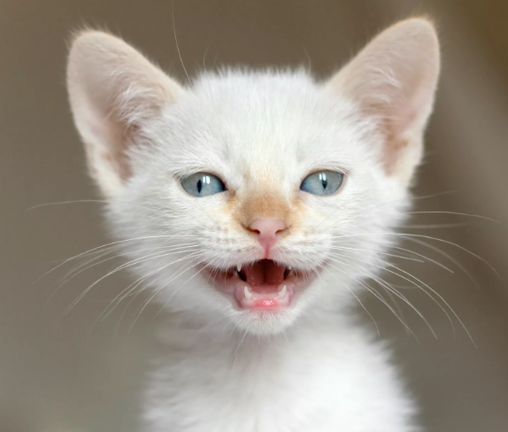 Котенок открыл рот миленький