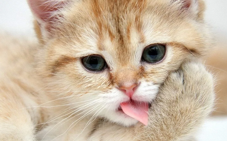 Смешной котенок