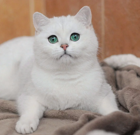 кот белый и смешной