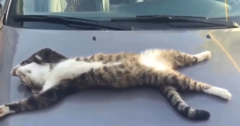 кот на капоте