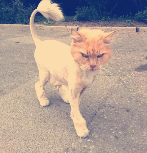 кот рыжий лысый подстригли