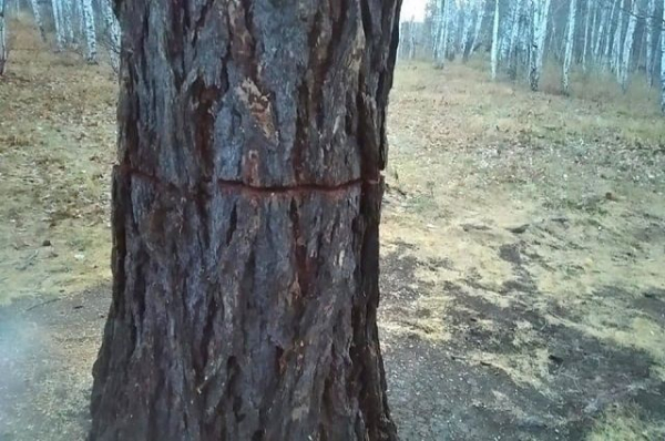 Уникальные 400-летние лиственницы неизвестные подпилили в лесу в Башкирии Уникальные 400-летние лиственницы неизвестные подпилили в лесу в Башкирии0