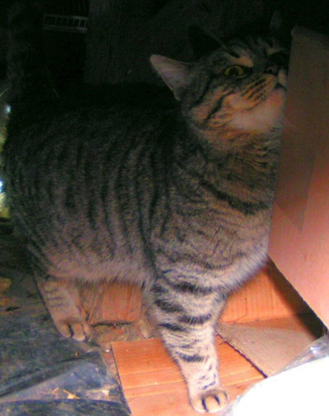 Кошки это продолжение человека Кошки это продолжение человека1