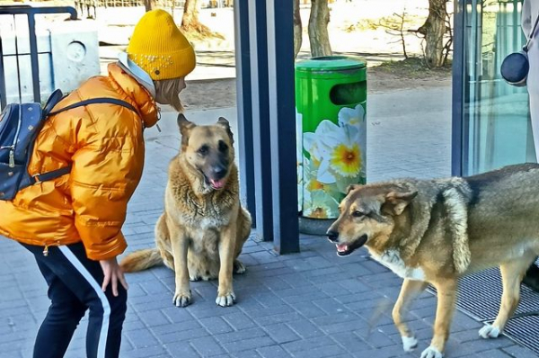 Сестра малыша, кого загрызли собаки в Башкирии, выступила за усыпление псов Сестра малыша, кого загрызли собаки в Башкирии, выступила за усыпление псов0