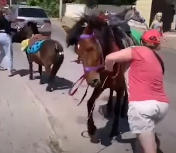 Видео: В Стерлитамаке владельцы лошадей боролись за территорию в исторической части города Видео: В Стерлитамаке владельцы лошадей боролись за территорию в исторической части города0