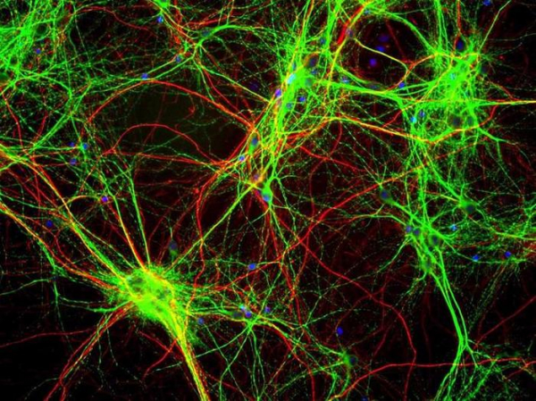 10 самых нелепых научных мифов 10 самых нелепых научных мифов5