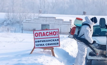 В Стерлитамаке и Стерлитамакском районе ввели карантин по африканской чуме свиней В Стерлитамаке и Стерлитамакском районе ввели карантин по африканской чуме свиней0