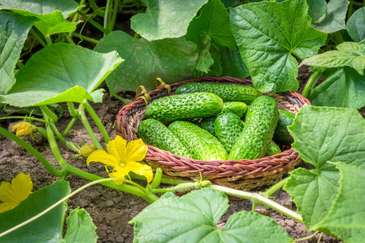 Два урожайных и вкусных сорта огурцов, которые не требуют ухода: посадил и забыл Два урожайных и вкусных сорта огурцов, которые не требуют ухода: посадил и забыл