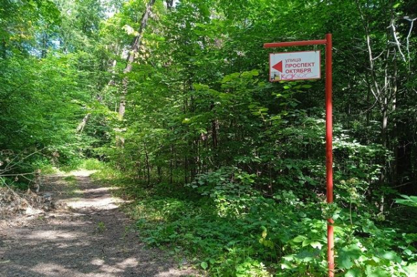 Жители Башкирии жалуются на засохшие в городах деревья Жители Башкирии жалуются на засохшие в городах деревья0