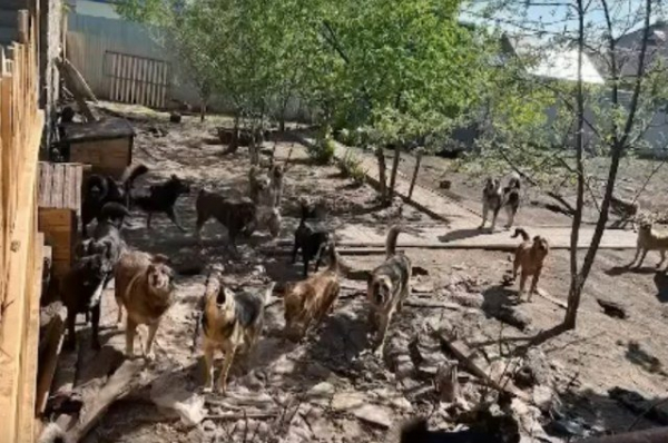 Владелица десятков собак в приюте под Уфой держит в страхе односельчан Владелица десятков собак в приюте под Уфой держит в страхе односельчан0