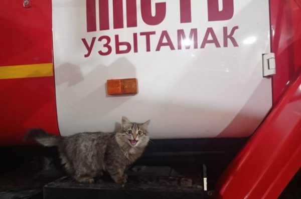 В Чишминском районе Башкирии появился «кот-пожарный» по кличке Дымок В Чишминском районе Башкирии появился «кот-пожарный» по кличке Дымок0