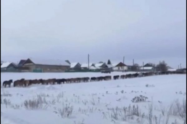 Жители Башкирии встали в пробку из-за табуна лошадей Жители Башкирии встали в пробку из-за табуна лошадей0