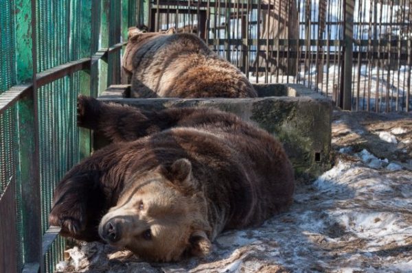 В парке Лесоводов Башкирии в Уфе построят контактный зоопарк В парке Лесоводов Башкирии в Уфе построят контактный зоопарк0