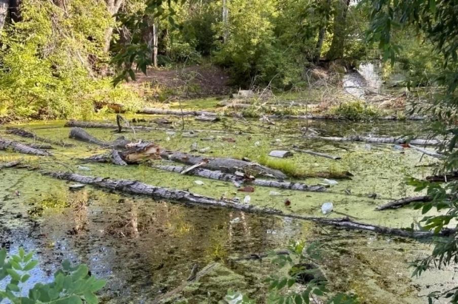 Озеро Долгое в Уфе зацвело, а весь берег в мусоре Озеро Долгое в Уфе зацвело, а весь берег в мусоре0
