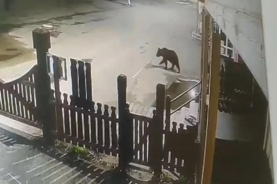 За наглость. В Башкирии разрешен отстрел медведей за трапезу около туристов За наглость. В Башкирии разрешен отстрел медведей за трапезу около туристов0
