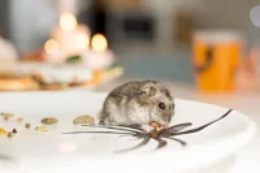 Домашние каникулы. Как начали новый год жители Башкирии Домашние каникулы. Как начали новый год жители Башкирии1