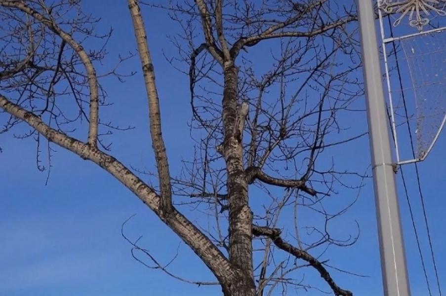 В центре Уфы планируют снести аварийные деревья В центре Уфы планируют снести аварийные деревья0