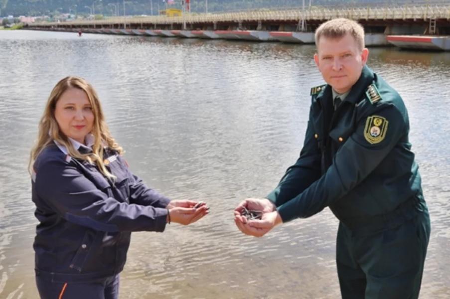В Павловское водохранилище выпустили 30 тыс. мальков стерляди В Павловское водохранилище выпустили 30 тыс. мальков стерляди0