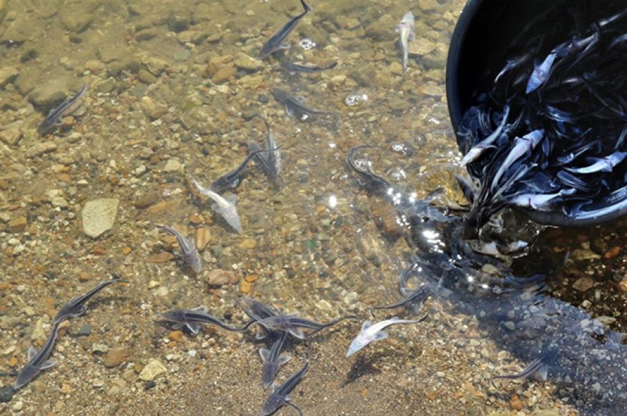 В Павловское водохранилище выпустили 30 тыс. мальков стерляди В Павловское водохранилище выпустили 30 тыс. мальков стерляди3