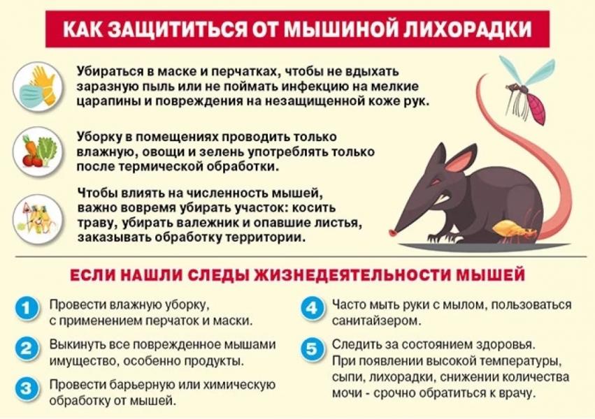 377 случаев заражения мышиной лихорадкой зафиксировано в Башкирии 377 случаев заражения мышиной лихорадкой зафиксировано в Башкирии0