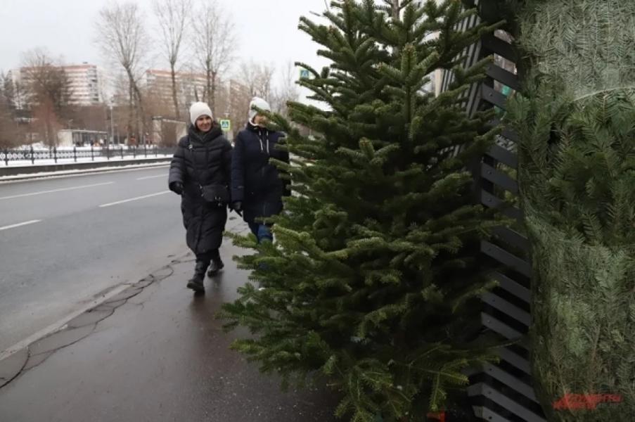 Кастинг хвойных. Что выбрать на Новый год — сосну, ель или пихту Кастинг хвойных. Что выбрать на Новый год — сосну, ель или пихту0