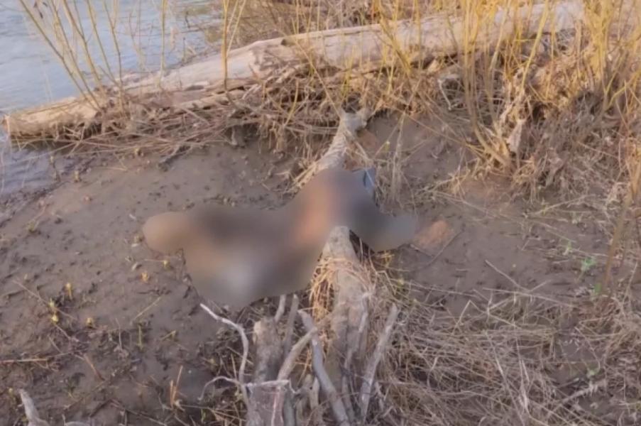 Участники сплава в Башкирии нашли труп с выеденными ребрами Участники сплава в Башкирии нашли труп с выеденными ребрами0