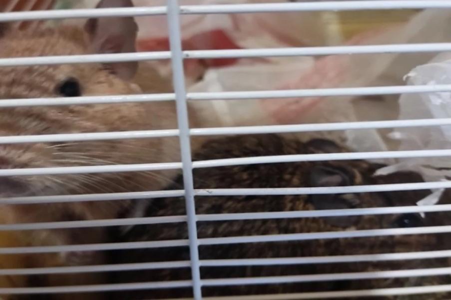 В Уфе неизвестные выбросили на помойку клетку с белками В Уфе неизвестные выбросили на помойку клетку с белками0